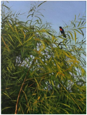 "Red-winged Blackbird," oil, 16 x 12"