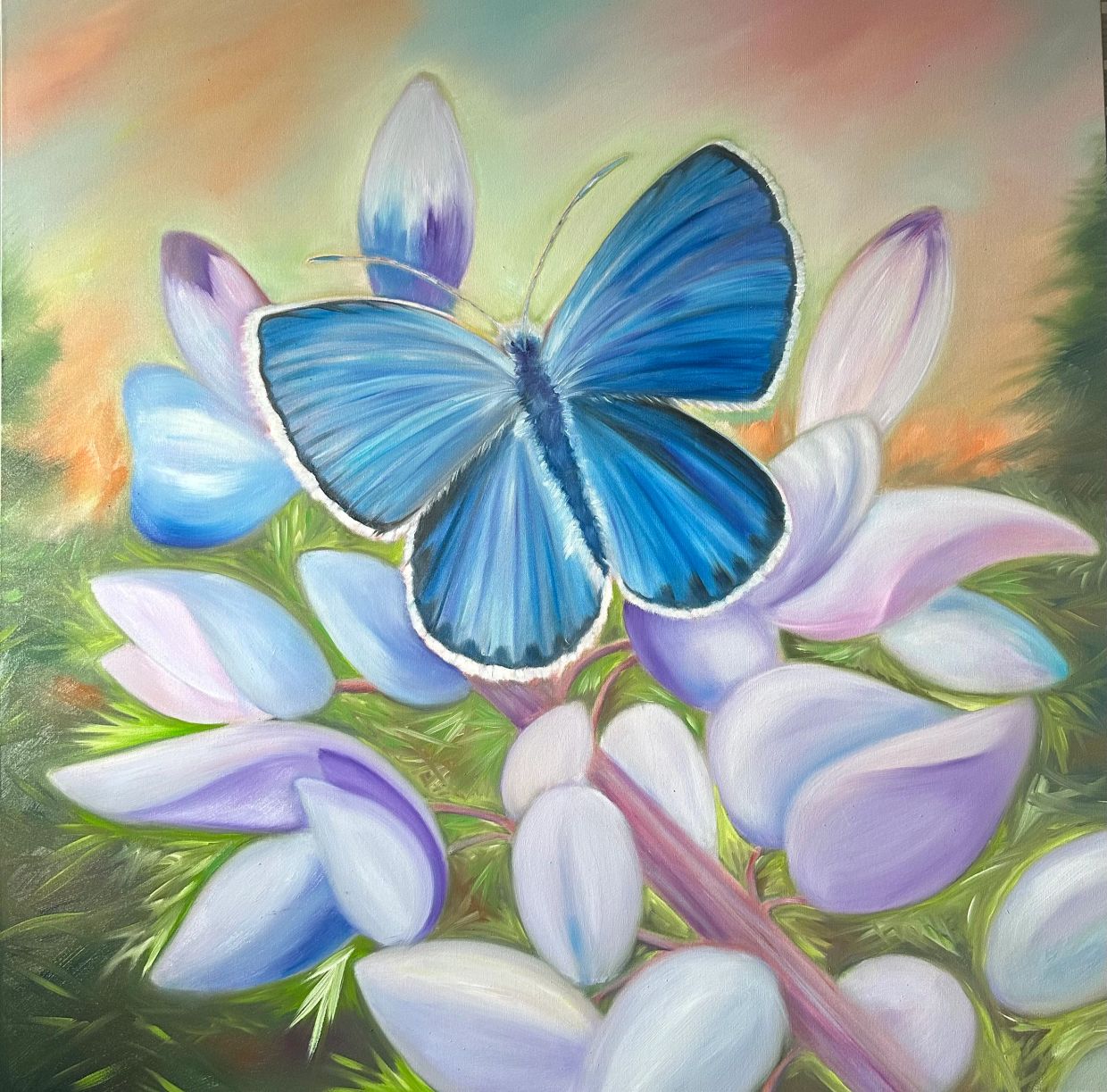 A vibrant karner blue butterfly perched on lupine