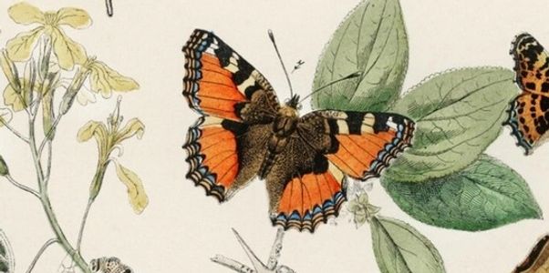 Illustration of a butterfly on a leaf.