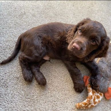 A brown puppy lying on a carpet with a plush toy.
