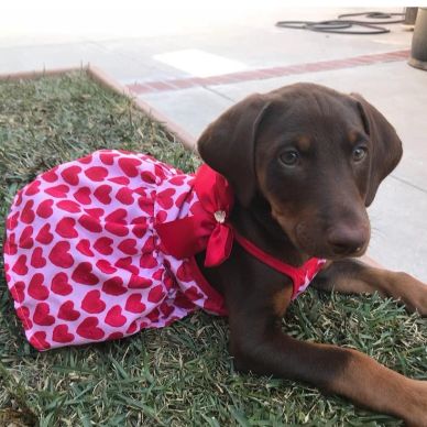 Chocolate brown puppy wearing a heart-patterned dress lying on grass.