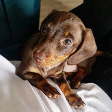 Close-up of a brown dachshund puppy with soulful eyes.