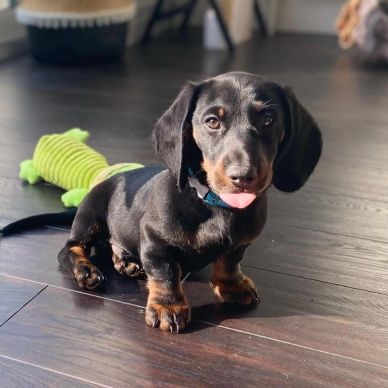 Cute dachshund puppy sitting on wooden floor with tongue out.