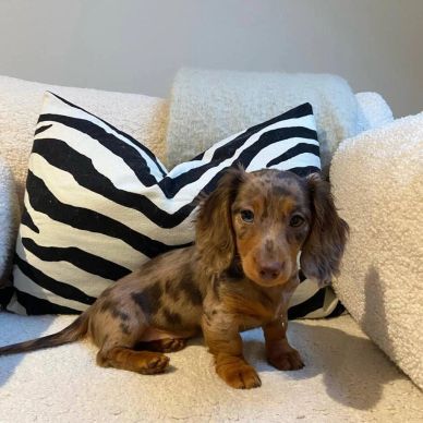 A small dappled dachshund puppy sitting on a cozy white couch.
