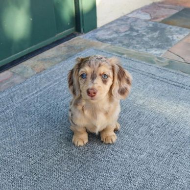 Small brown and gray puppy with blue eyes sitting on a gray carpet.