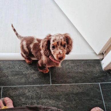Cute merle dachshund puppy looking up indoors.