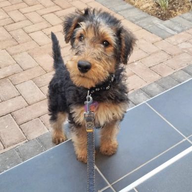 Adorable black and tan puppy on a leash, standing on tiled steps.