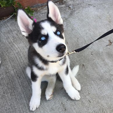 Adorable Siberian Husky puppy with striking blue eyes sitting on concrete.