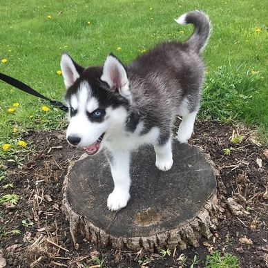 Playful husky puppy standing on a tree stump in a grassy area.