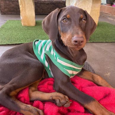 Doberman puppy in a green striped shirt lying on a red blanket.