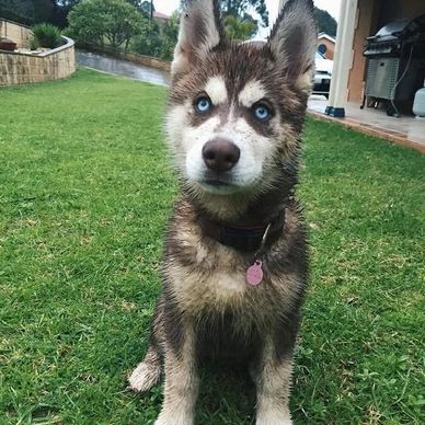 A muddy Siberian Husky puppy with striking blue eyes sitting on green grass.
