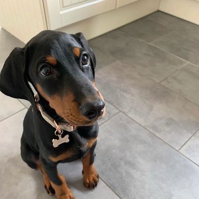 A curious Doberman puppy sitting on a tiled floor indoors.