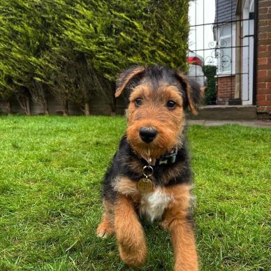 A cute puppy with a collar walking on grass in a garden.