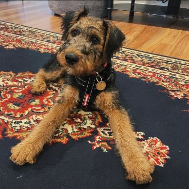 A fluffy brown and black dog lies on a patterned rug indoors.