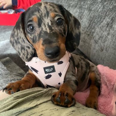 A cute dapple dachshund puppy resting on a person's lap.