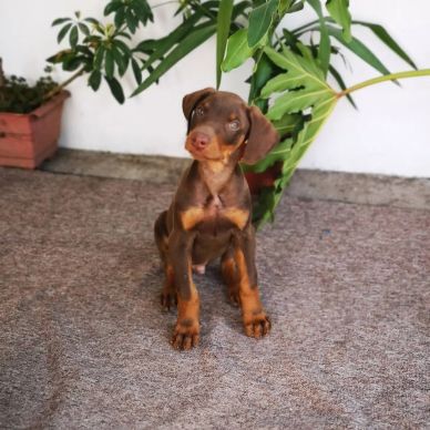 A brown Doberman puppy sitting on a tiled floor near green plants.