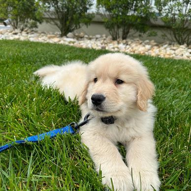 Fluffy golden retriever puppy resting on green grass with a blue leash.