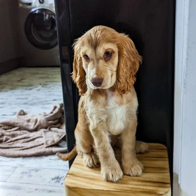 A sad-looking brown and white puppy sitting indoors on a wooden stool.