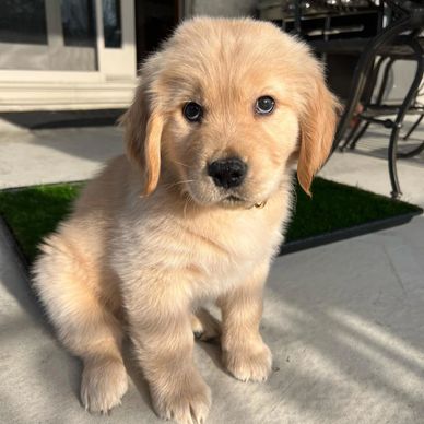 Adorable golden retriever puppy sitting in the sunlight.