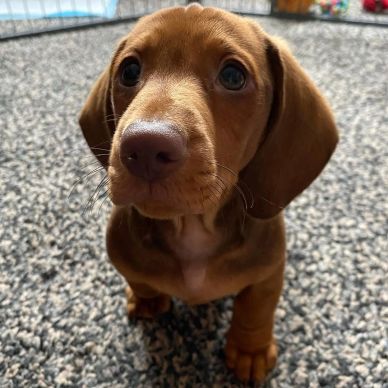 Close-up of a brown dachshund puppy looking up adorably.
