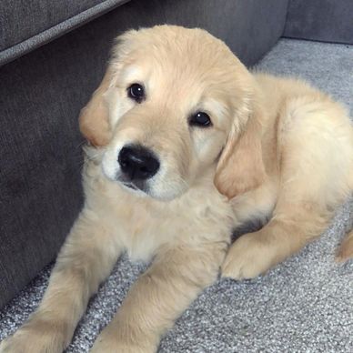 Adorable golden retriever puppy resting on carpet near couch.