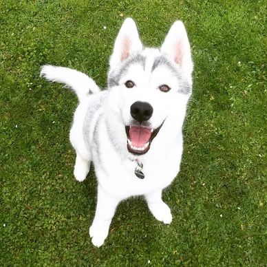 Happy white and gray husky sitting on green grass, looking up.