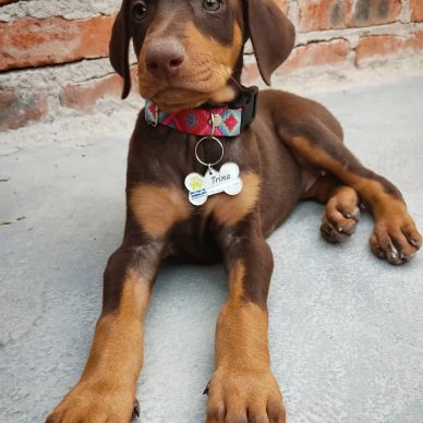 Doberman puppy with a colorful collar lying on concrete floor.