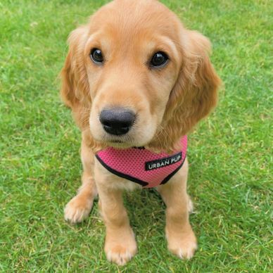 Golden retriever puppy wearing a pink harness sitting on grass.