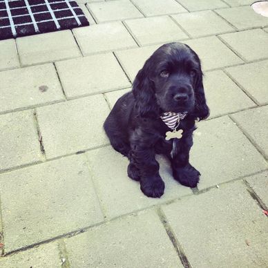Cute black puppy sitting on a paved sidewalk with a bow tie collar.