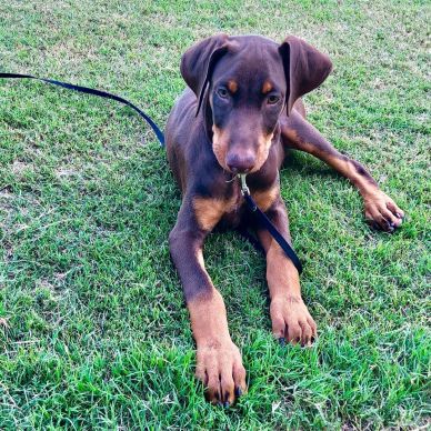 Young Doberman puppy lying on grass with leash attached.