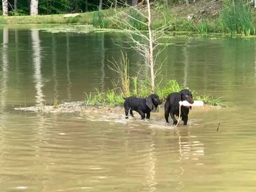 Boykin Spaniel training in the Pond.