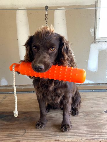 Young boykin spaniel posing for a picture holding duck decoy.
