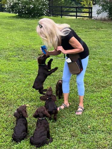 Boykin spaniel puppies playing in the yard.
