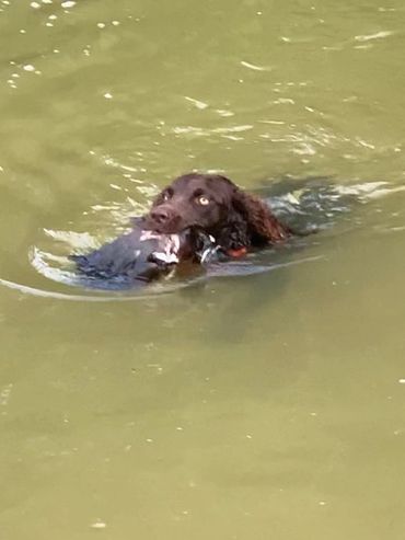 Five-Springs-Briar-Rose swimming back across pond with duck in her mouth.