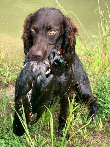 Beautiful boykin spaniel female "Rose".