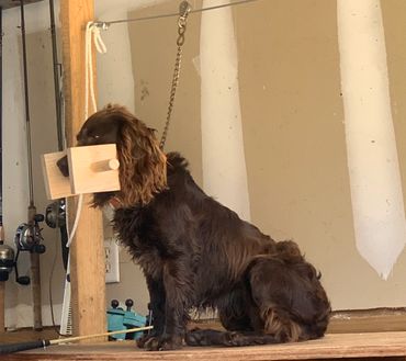 Female boykin spaniel "Rose" posing for a picture.