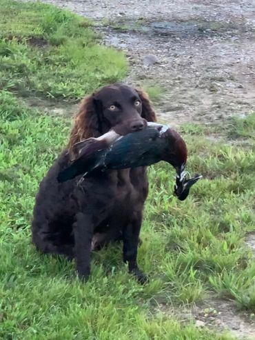 Ranger: retrieving a duck to owner Mike Mayo.