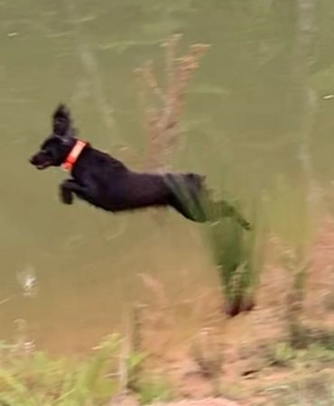 Rose jumping in the water of a duck.bird dogs in Virginia