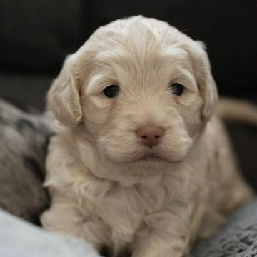 Close-up of a fluffy, cream-colored puppy with dark eyes.