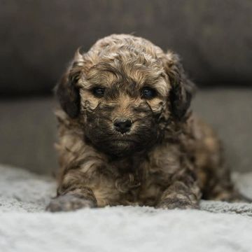 Curly-haired brown puppy lying down on a soft surface.