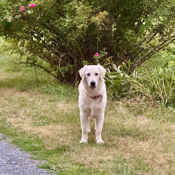 White dog standing on grass near a bush with pink flowers.
