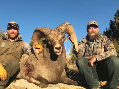 Rocky Mountain Sheep Guides