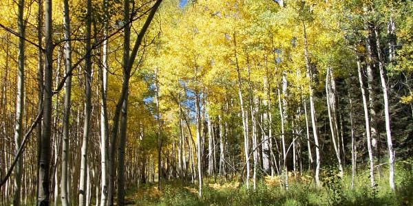 Find yourself heading to camp through the high country Aspen trees as they change color.