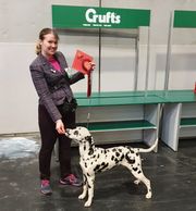 Crufts 2020