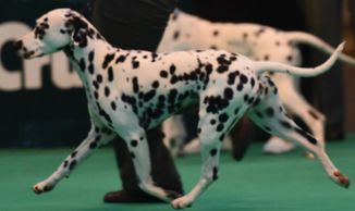 Dalamanti Ice Ruby JW ShCM (Jovi)