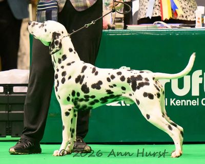 Image thanks to Ann Hurst Crufts 2026
