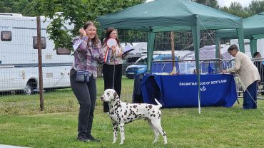 Woman showing a Dalmatian dog at an outdoor dog show event.