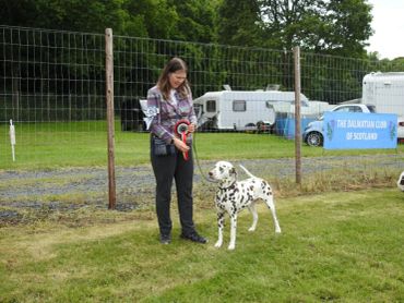A woman with a Dalmatian holding a prize ribbon at an outdoor dog show.