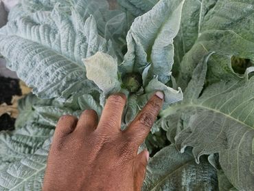 Lots of growth happening in the Out Back.