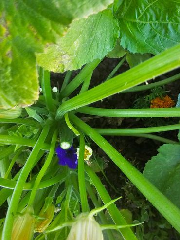 Veggies growing in the Out Back.
